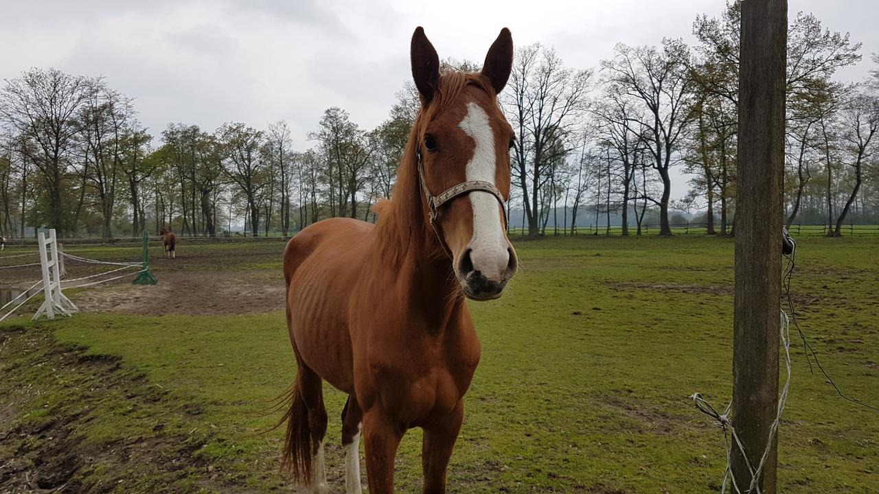 Zajazd Bonanza Jedrzychowice  Kültér fotó